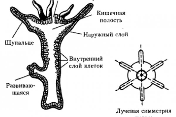 Vk8 at кракен рабочий